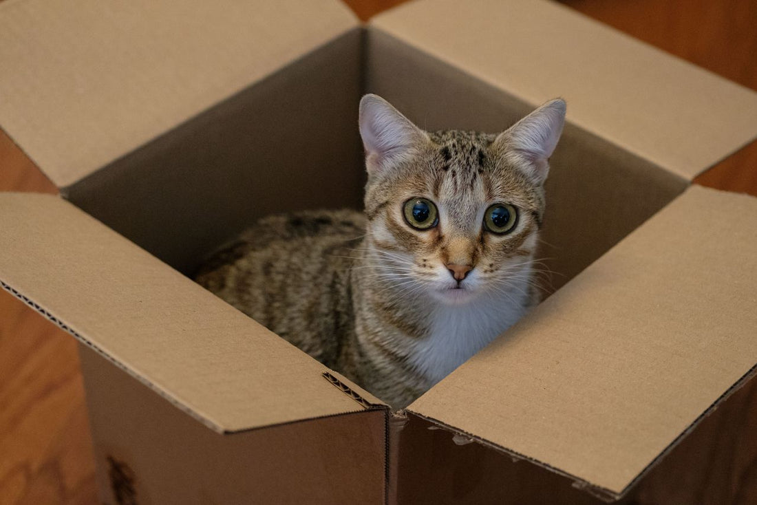 You Got a Cat! Now what?
