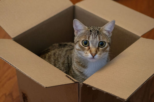 You Got a Cat! Now what?