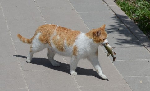 An orange tabby cat walking with a fish in its mouth