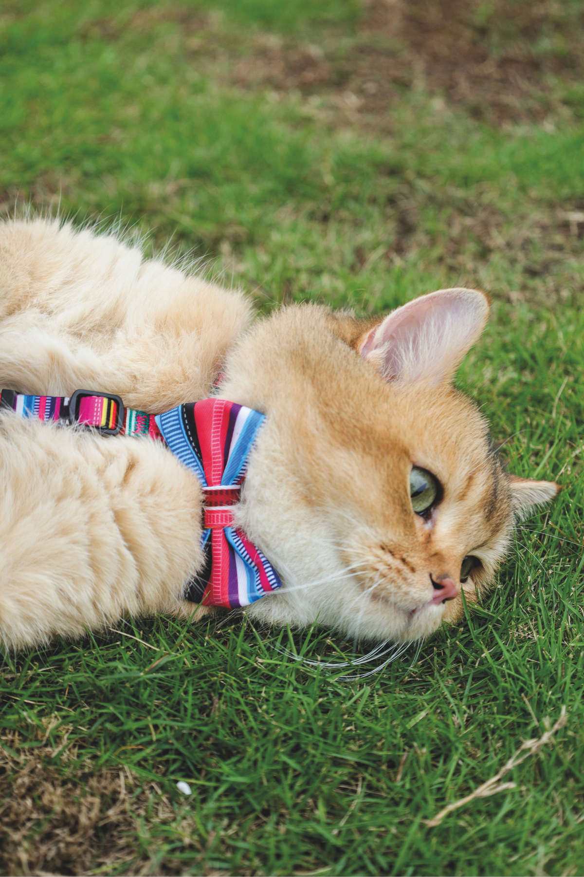 M-PETS Urban Style Jazz Stripes Bow Tie - XS/S